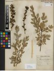 Foto von Salix myrsinifolia Salisb.